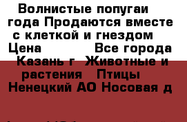 Волнистые попугаи, 2 года.Продаются вместе с клеткой и гнездом. › Цена ­ 2 800 - Все города, Казань г. Животные и растения » Птицы   . Ненецкий АО,Носовая д.